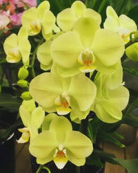 Yellow Phalaenopsis Orchid Flower seeds for Planting Fragrant Blossoms Heirloom & GMO Free Seeds for Home Garden
 
 Sale
