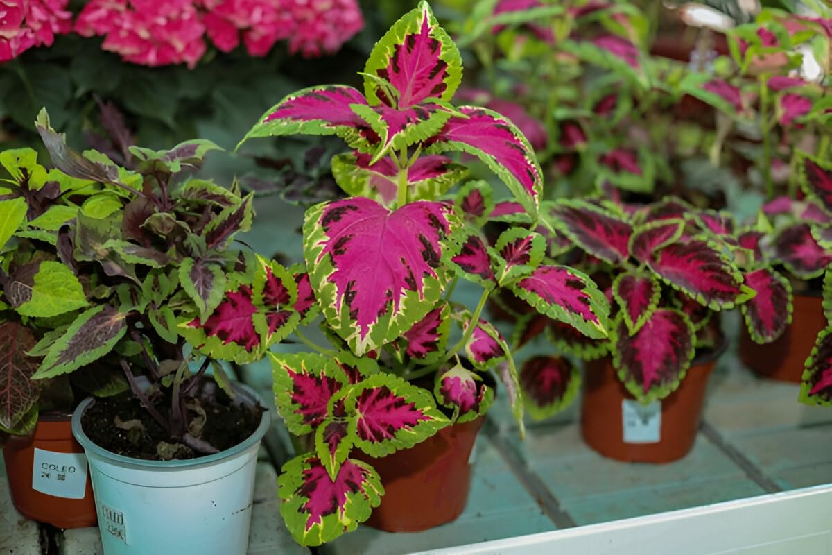 Pink Green Coleus Cottage Garden Essential Heirloom & GMO Free Seeds for Home Garden
 
 Sale