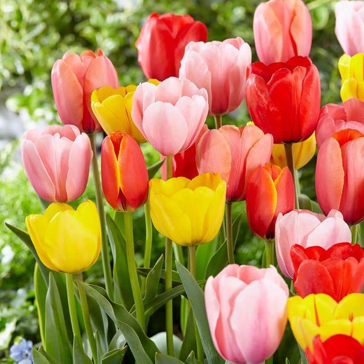 Tulip Flower Seeds - Vibrant Yellow and Red Blossoms for Stunning Garden Planting