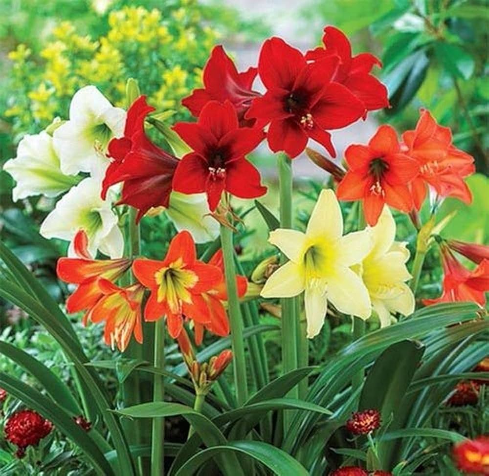 Mixed Colour Amaryllis Barbados Flower Seeds for Planting Compact Growth Heirloom & GMO Free Seeds for Home Garden
 
 Sale
