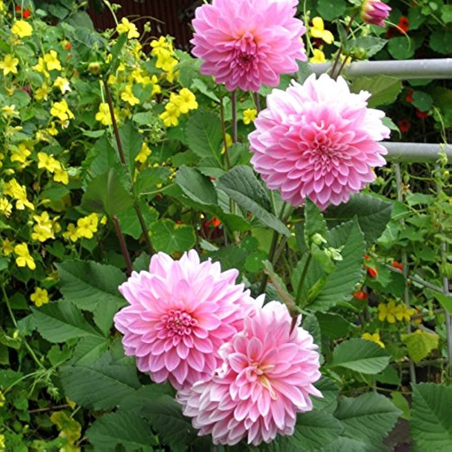 Vera Bag Dalia Mini Bonsai Dahlia Seed
