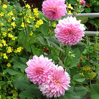 Vera Bag Dalia Mini Bonsai Dahlia Seed