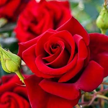 Bonsai Polyantha Rose Seeds, Organic Blooming Flower Seeds, Garden Plant