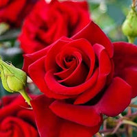 Bonsai Polyantha Rose Seeds, Organic Blooming Flower Seeds, Garden Plant