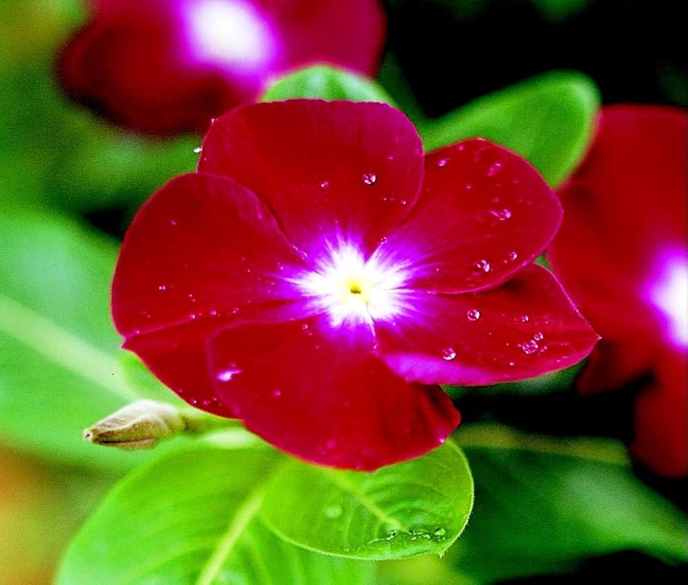 Vinca Cooling Red Annual Seeds for Vibrant Red Flowers