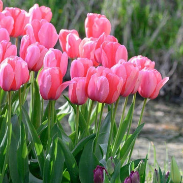 Baby Pink Tulip Flower Planting Seeds  Perfect for Spring Gardens