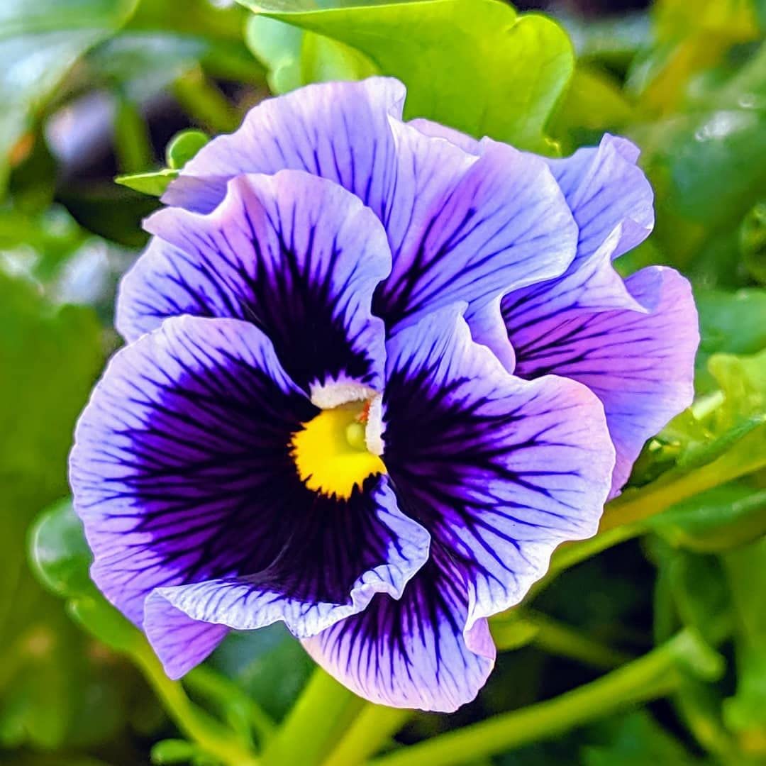 Mix Pansy Flower seeds for Planting - Premium Quality, Heirloom & GMO Free Seeds for Home Garden
 
 Sale for planting in home garden.