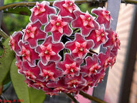Maroon Hoya Flower seeds for Planting Hardy Variety Heirloom & GMO Free Seeds for Home Garden
 
 Sale