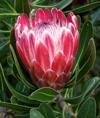 Cynaroides Flower seeds for Planting Easy to Grow Heirloom & GMO Free Seeds for Home Garden 
 
 Sale