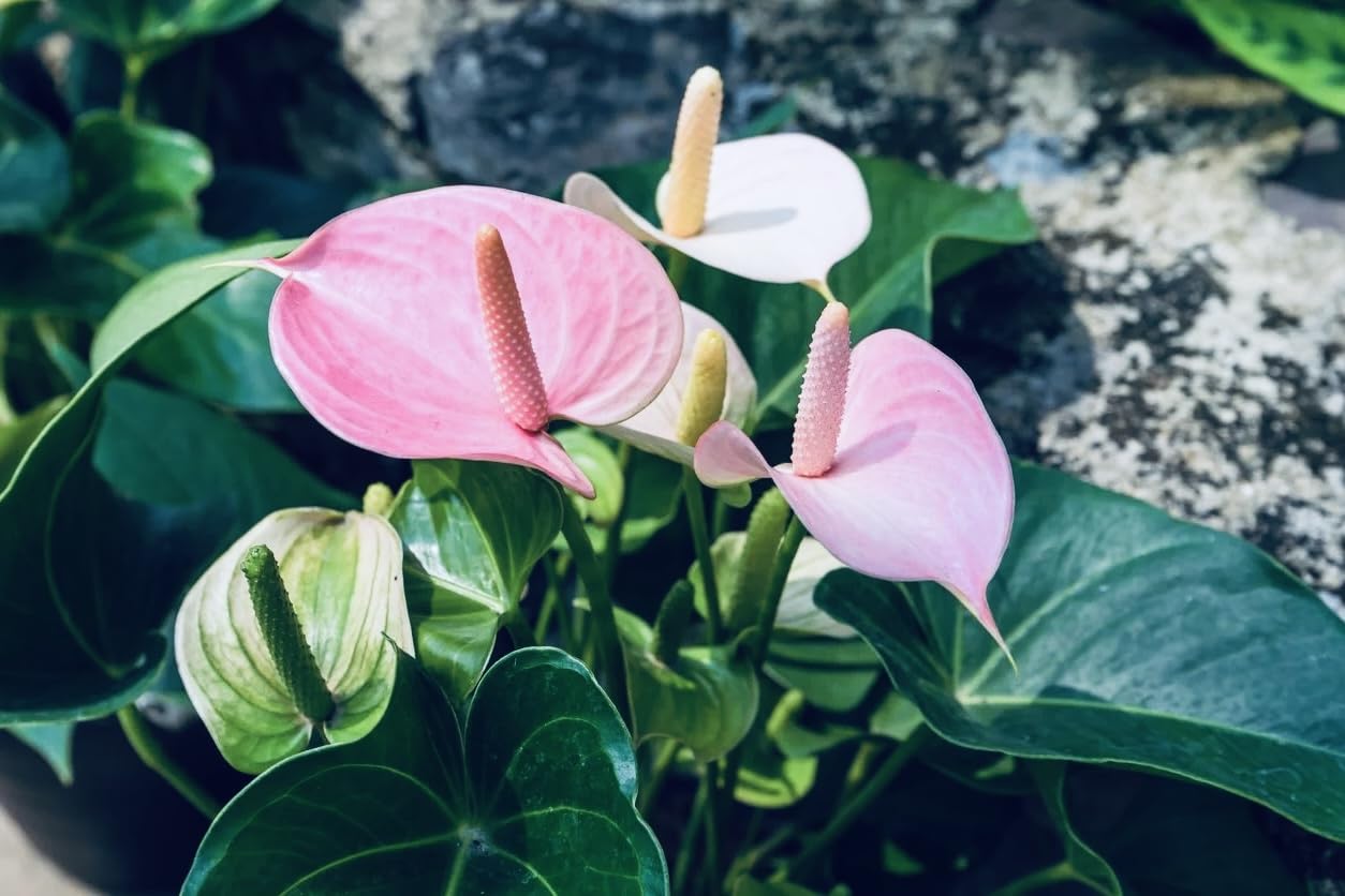 Green-Pink Anthurium Flower seeds for Planting - Colorful Display, Heirloom & GMO Free Seeds for Home Garden
