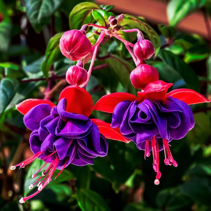 Red Violet Fuchsia Hybrida Seeds Shade Tolerant Heirloom & GMO Free Seeds for Home Garden
 
 Sale