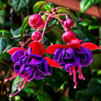 Fuchsia Flower seeds for Planting Cottage Garden Essential Heirloom & GMO Free Seeds for Home Garden