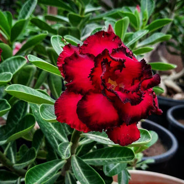 Adenium Desert Flower seeds for Planting - Easy to Grow, Heirloom & GMO Free Seeds for Home Garden