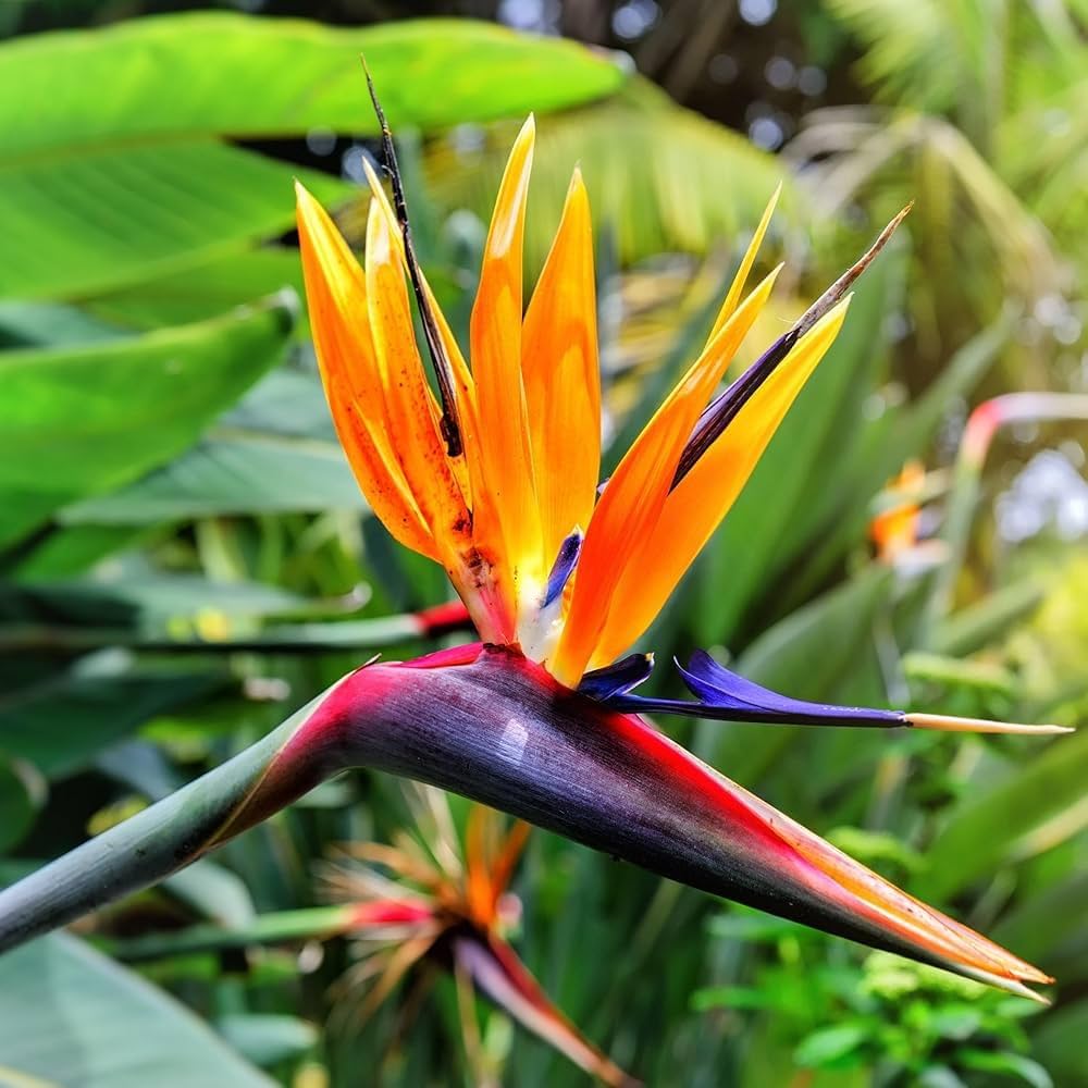 Orange Reginae Flower seeds for Planting Fragrant Blossoms Heirloom & GMO Free Seeds for Home Garden 
 
 Sale