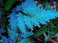Sky Blue Fern for Planting Seasonal Bloomer Heirloom & GMO Free Seeds for Home Garden
 
 Sale
