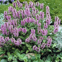 Heirloom Nepeta Flower seeds for Planting Fragrant Blossoms Heirloom & GMO Free Seeds for Home Garden