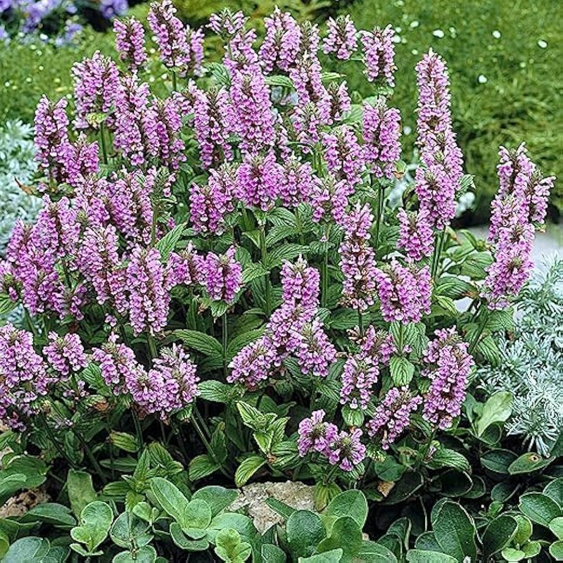 Heirloom Nepeta Flower seeds for Planting Fragrant Blossoms Heirloom & GMO Free Seeds for Home Garden