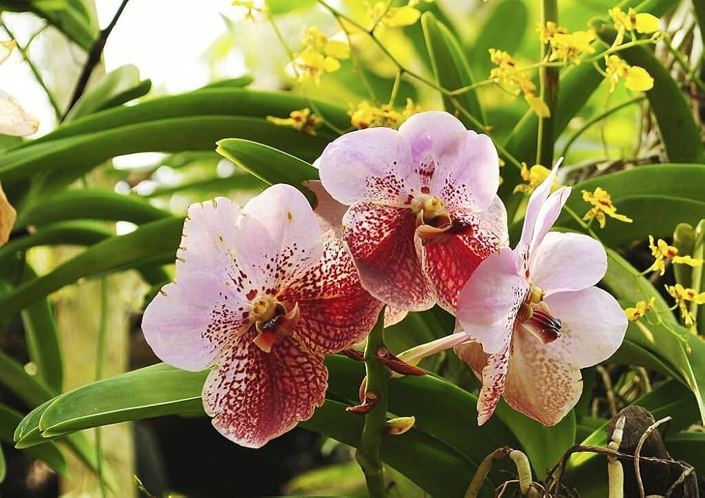 Flower Flowers of Orchid Butterfly in Mixed Color