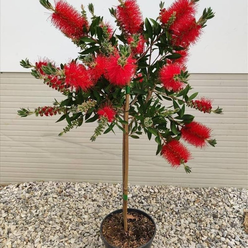 Callistemon Tree Seeds for Planting Callistemon Citrinus flowering hedge patio garden