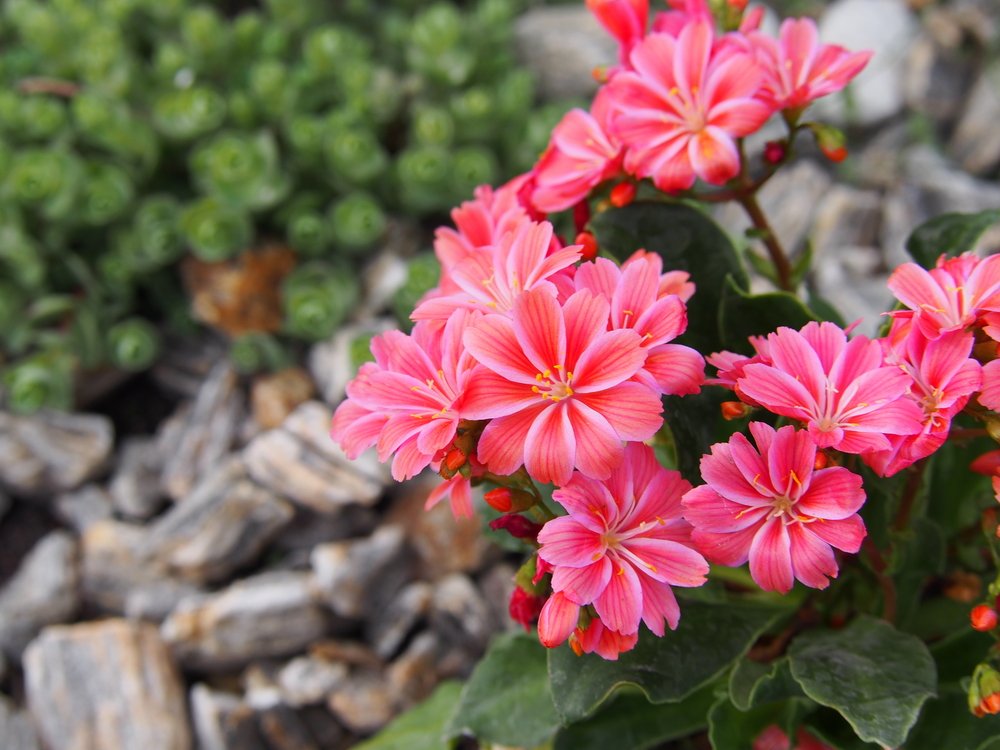 Lewisia Sunset Strain Mixed Seeds - Perfect for Planting