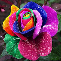 Red Rainbow Potted Rose Flower Seeds for Planting NonGMO Heirloom Easy to Grow Garden Blooms 
 
 Sale