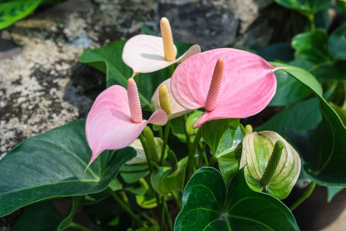 Baby Pink Anthurium Flower seeds for Planting - Compact Growth, Heirloom & GMO Free Seeds for Home Garden
 
 Sale for planting in home garden.