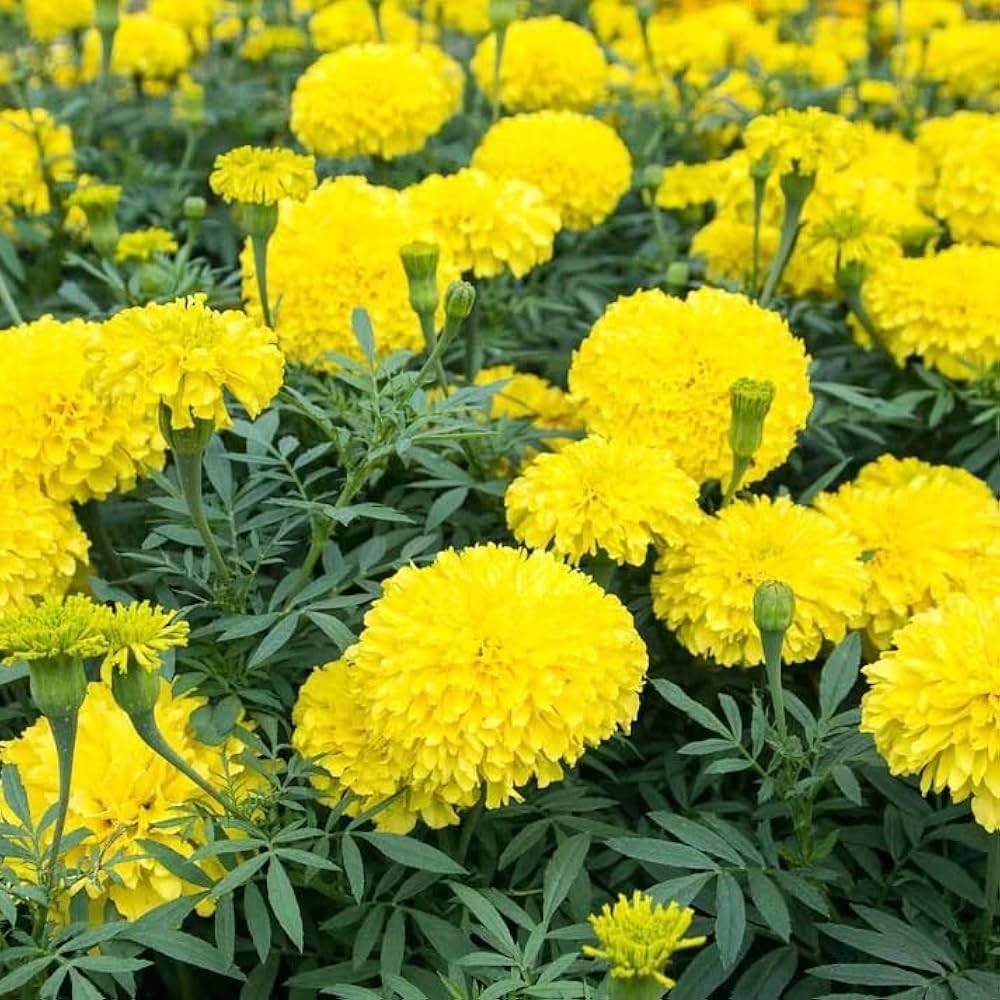 Mexican Marigold Flower seeds for Planting Seasonal Bloomer Heirloom & GMO Free Seeds for Home Garden 
 
 Sale