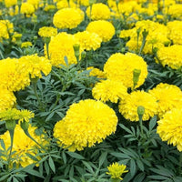 Mexican Marigold Flower seeds for Planting Seasonal Bloomer Heirloom & GMO Free Seeds for Home Garden 
 
 Sale