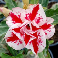 Adenium Obesum Flower seeds for Planting Bright Blooms Heirloom & GMO Free Seeds for Home Garden 
 
 Sale