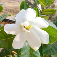 White Jasminoides Flower seeds for Planting - Hardy Variety, Heirloom & GMO Free Seeds for Home Garden