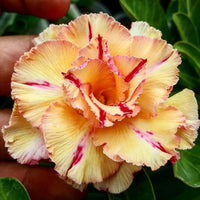 Red Light Yellow Adenium Flower Seeds for Planting Drought Tolerant Heirloom & GMO Free Seeds for Home Garden
 
 Sale
