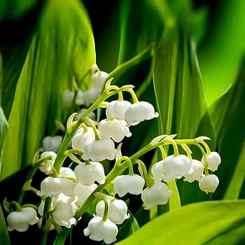 White Bell Orchid Flower Seeds – Shade Tolerant Heirloom & NonGMO Seeds for Home Garden
 
 Sale