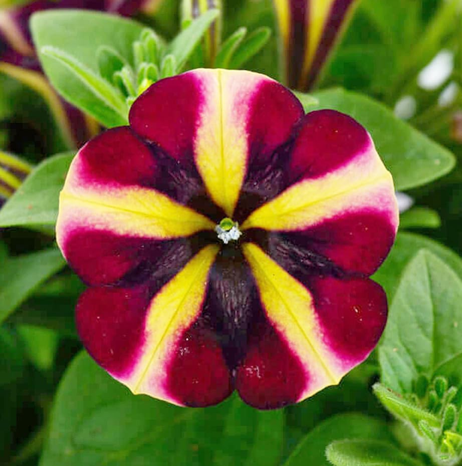 Supercascade Pink Petunia Seeds for Vibrant, Cascading Blooms
