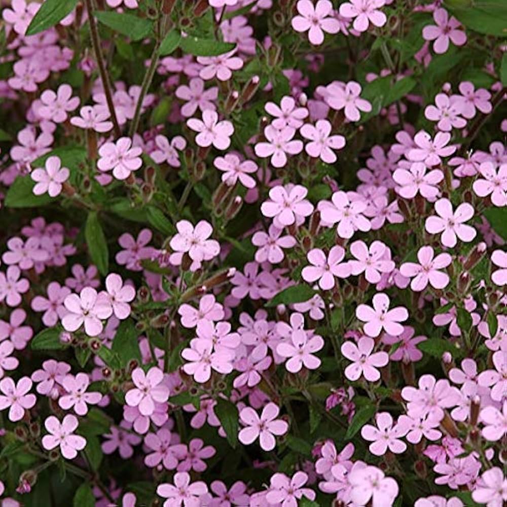 Saponaria Flower seeds for Planting Sun Loving Heirloom & GMO Free Seeds for Home Garden