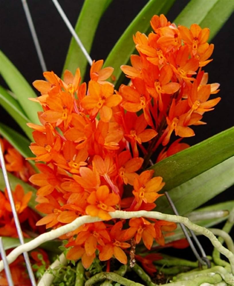 Ascocentrum Ampullaceum Orange Flower Seeds  Easy Planting