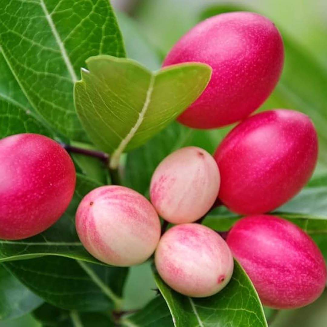 Planting Carissa Lime Berry Seeds  Unique Flavor for Your Garden