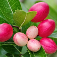 Planting Carissa Lime Berry Seeds  Unique Flavor for Your Garden