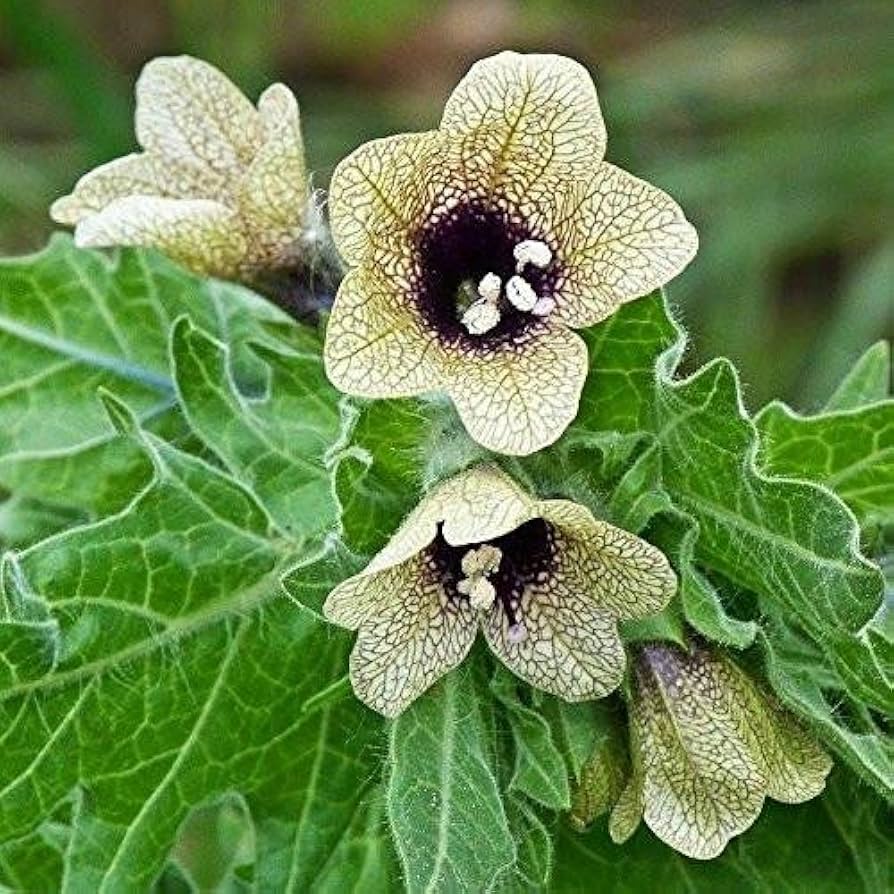 Cream Henbane Seeds for Planting