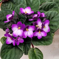 Purple White African Violet Flower seeds for Planting - Colorful Display, Heirloom & GMO Free Seeds for Home Garden