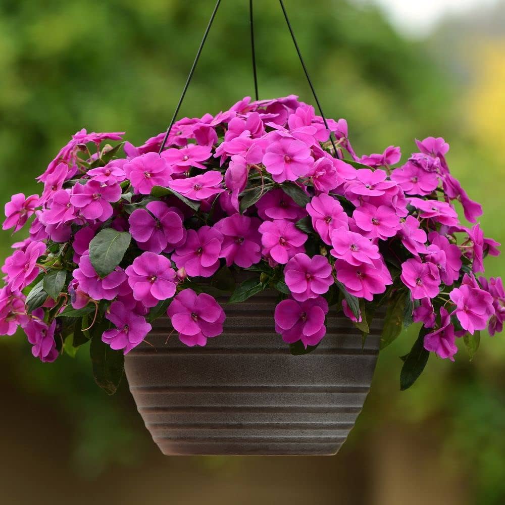 Impatiens Flower seeds for Planting - Vibrant Colors, Heirloom & GMO Free Seeds for Home Garden