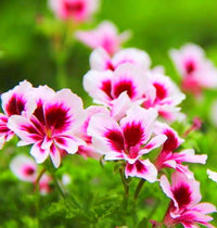 Pelargonium Perennial Flower Seeds for Easy Planting