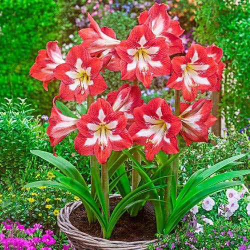 Red Green Amaryllis Flower Seeds for Planting Drought Tolerant Heirloom & GMO Free Seeds for Home Garden
 
 Sale