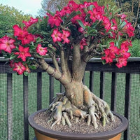 Rose Planting Seeds for Bonsai Flower Gardens: Nurture Timeless Beauty in Your Green Space