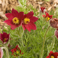 Red Anemone Pulsatilla Seeds – Hardy Flower for Garden or Bonsai