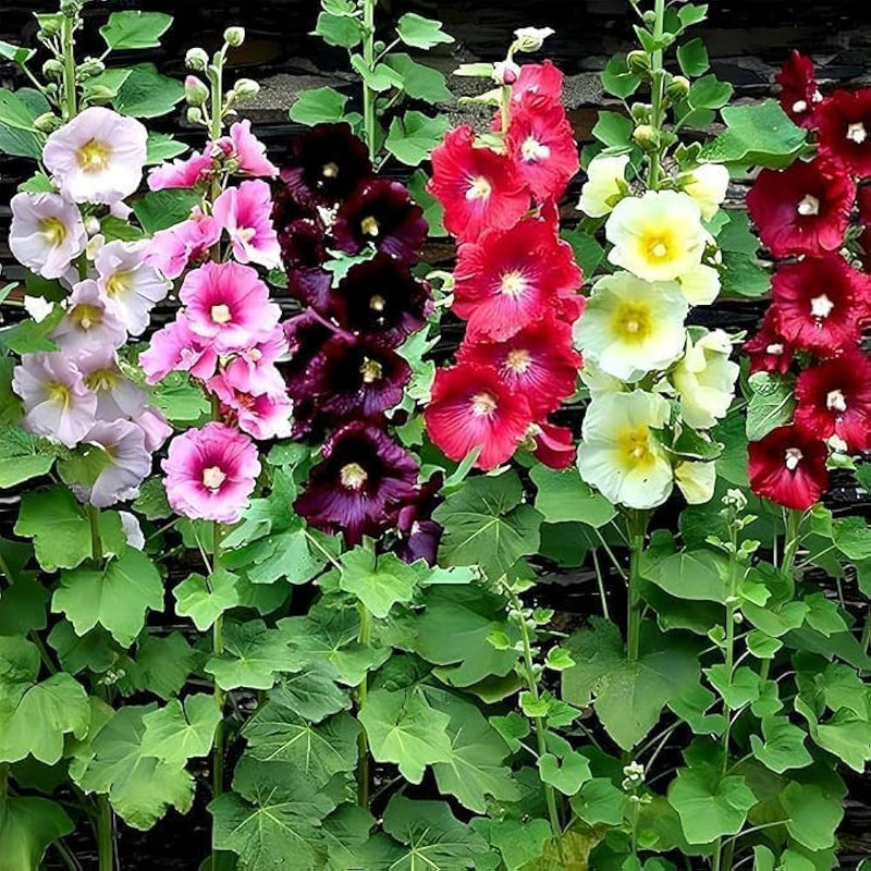 Hollyhock Mix Seeds for Planting  Vibrant Flower Garden Blooms