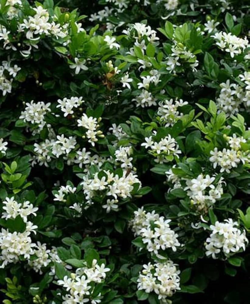 Heirloom Murraya Flower seeds for Planting Vibrant Colors Heirloom & GMO Free Seeds for Home Garden