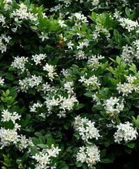 Heirloom Murraya Flower seeds for Planting Vibrant Colors Heirloom & GMO Free Seeds for Home Garden