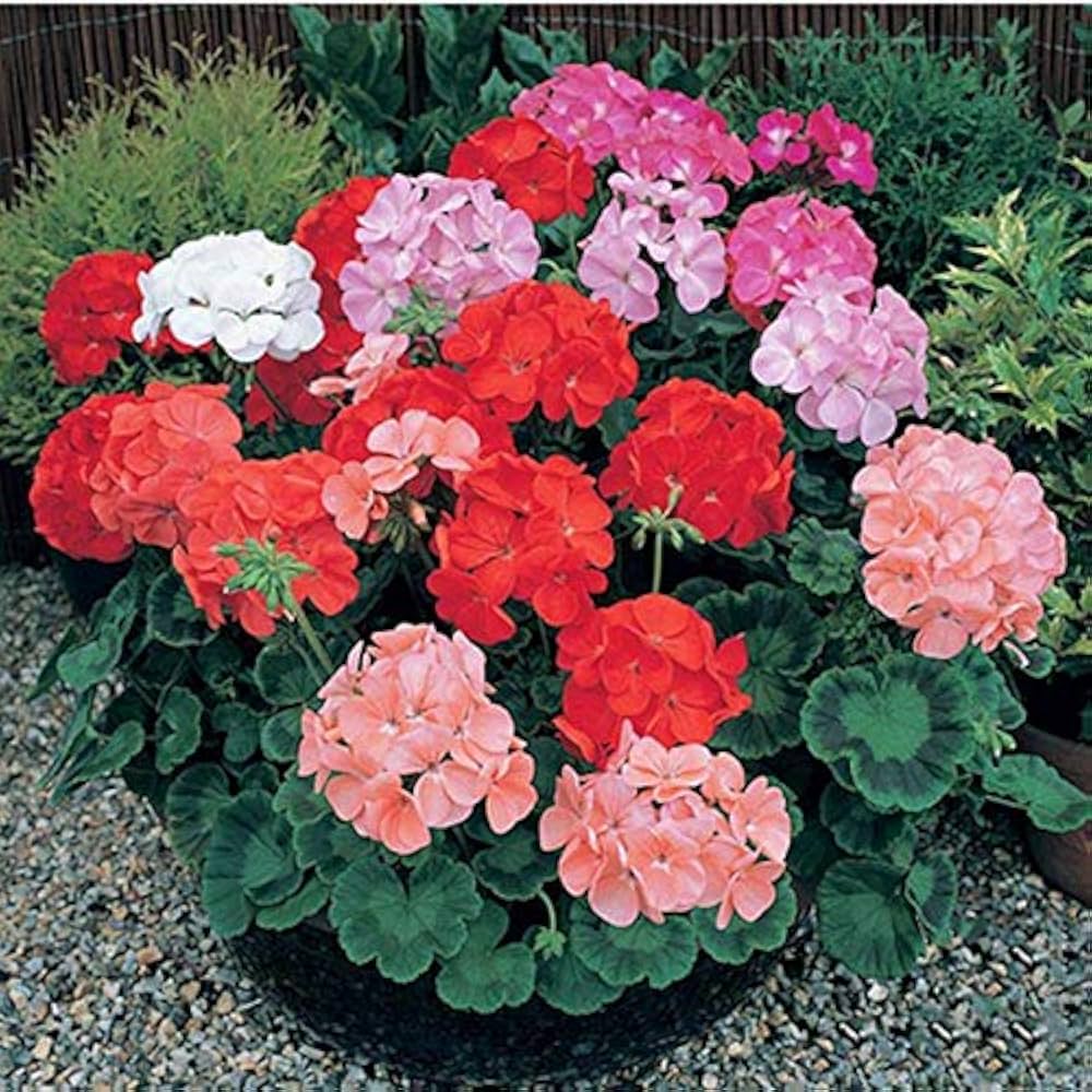 Mixed Color Perennial Flower Seeds for Planting Cut Flower Favorite Heirloom & GMO Free Seeds for Home Garden
 
 Sale