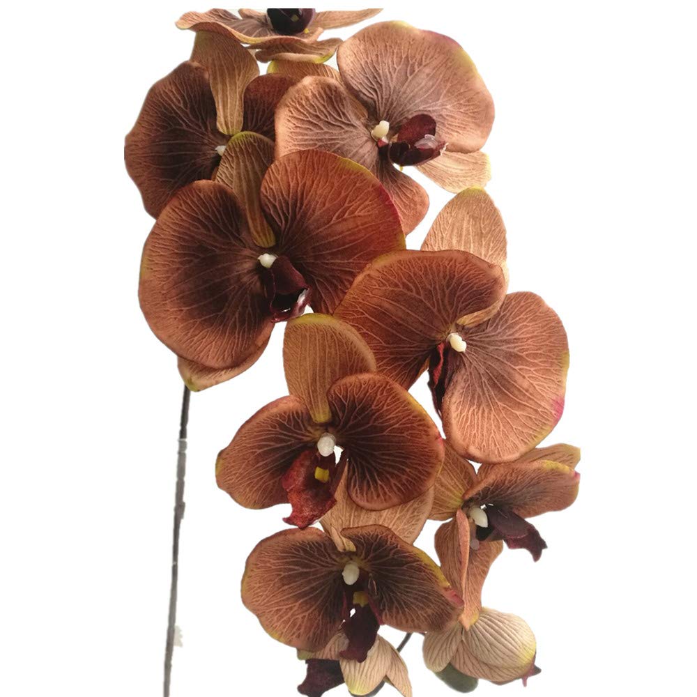 Brown Phalaenopsis Orchid Flower Seeds for Planting Easy to Grow Heirloom & GMO Free Seeds for Home Garden
 
 Sale