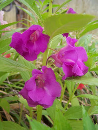 Pink Balsamine Flower seeds for Planting Easy to Grow Heirloom & GMO Free Seeds for Home Garden 
 
 Sale